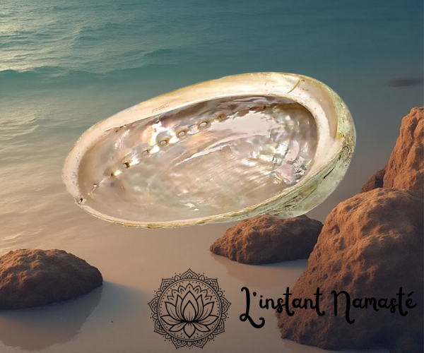 🌊 Coquille d’Ormeau Haliotis diversicolor – Smudge Shell (±12-16 cm)